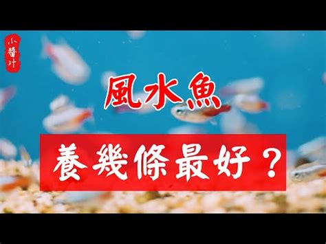 招財金魚|【金魚風水】金魚風水：在家養金魚招財旺財的究極指南！